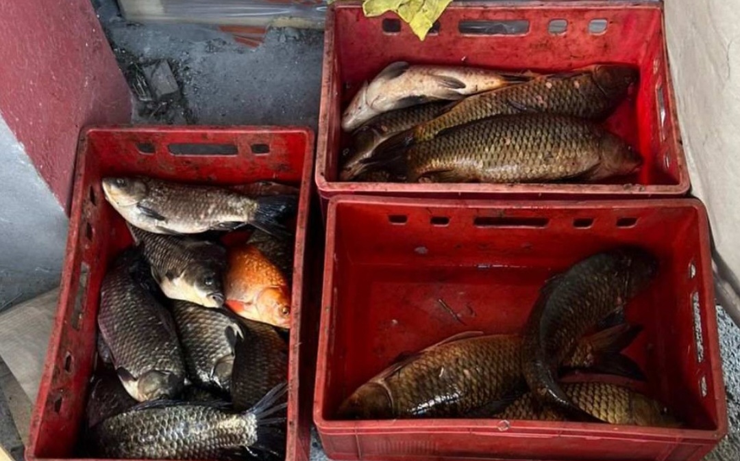 Akcija u Golubovcima: Procesuirano jedno lice zbog nelegalne prodaje ribe