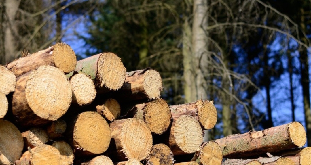 Bjelopoljac posjekao 178 hrastova, terete ga za šumsku krađu